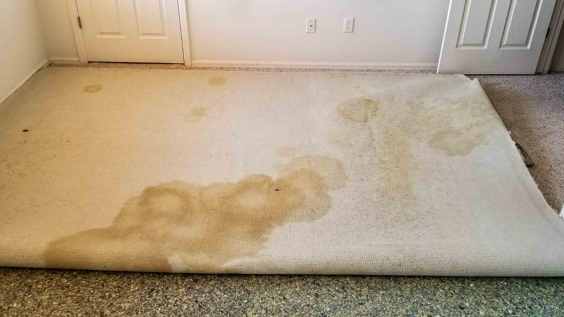 Dog stains 2024 on carpet